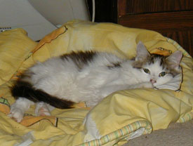 Petey on Chien's bed