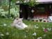 Abby in the Catalpa flowers