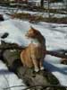 Jackie poses on a fallen tree.